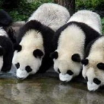 娱乐吃瓜酱功勋大熊猫,国宝传奇，熊猫界的明星风采